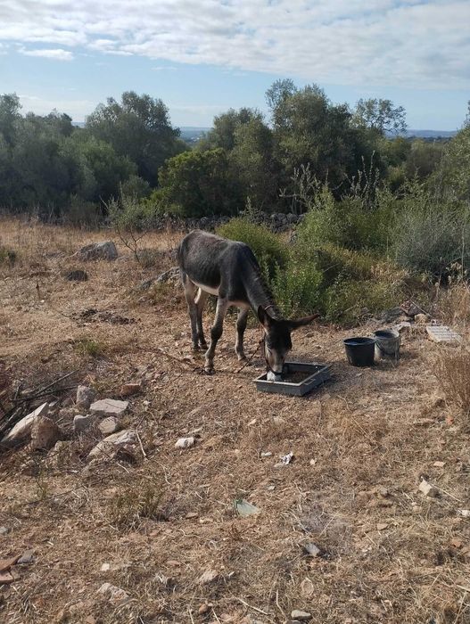 Burro muito mansinho inteiro