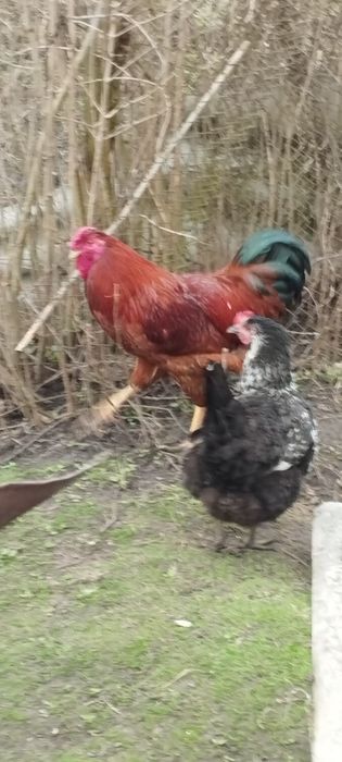 Молодий плодоносний великий голосний півень для Ваших курочок