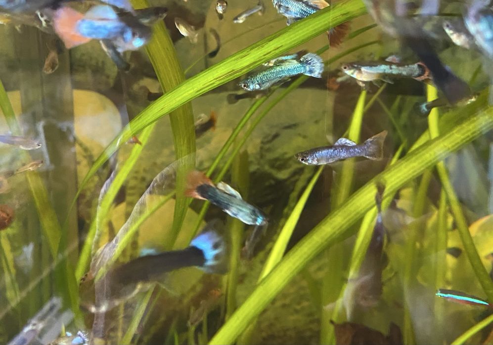 Guppies/Guppys machos e femeas