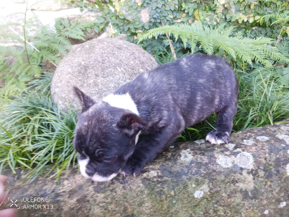 Bulldog  Francês