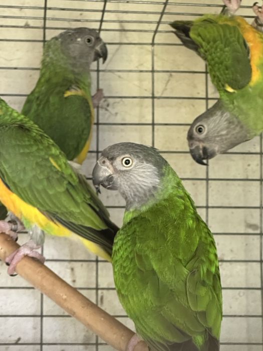 Papagaios do Senegal