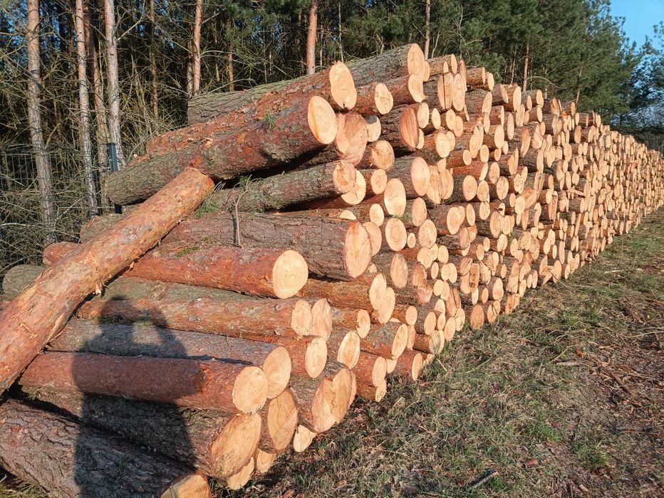Sosna gruba  wałki, drewno na palety
