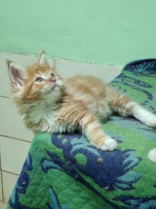 Большой выбор котята мейн-кун