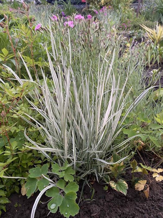 Брунера, бересклет, райс, осока