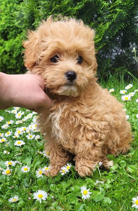 Sunia maltipoo f1 3miesiace (po wściekliźnie)