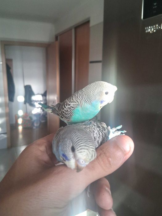 Piriquitos lindos
