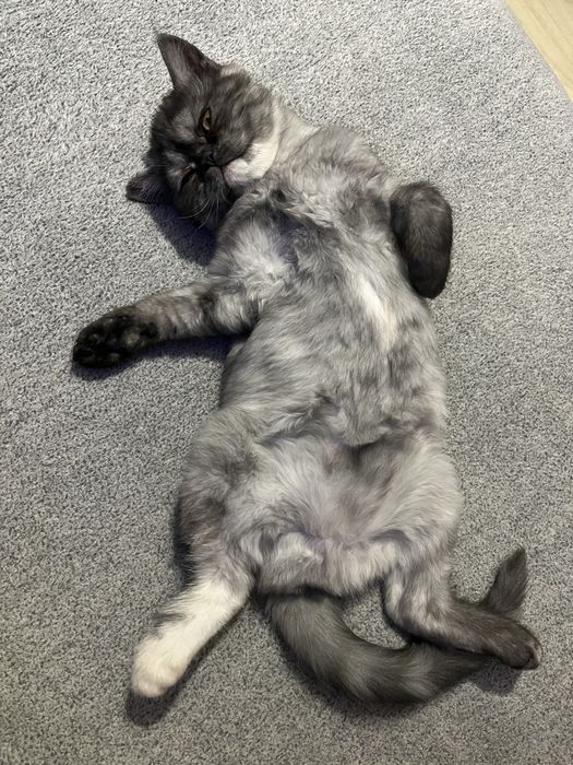 Екзотична короткошерста