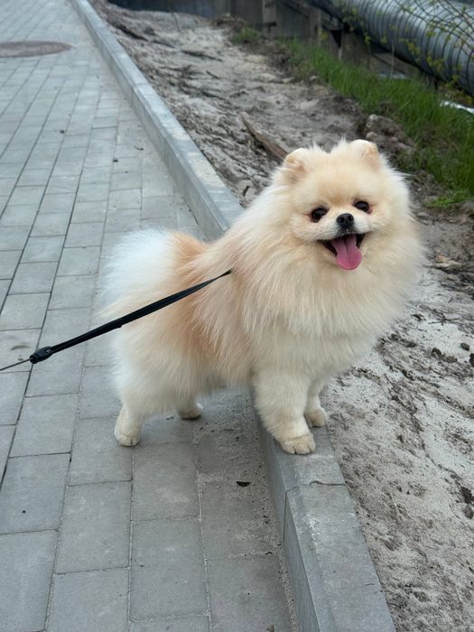 Віддаємо шпіца на вʼязку
