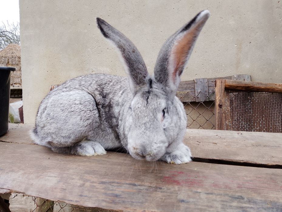 Продам кролі, самці