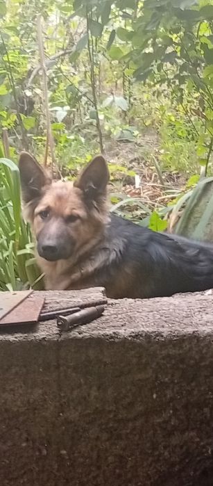 Немецкие овчарки девочки 10 месяцев