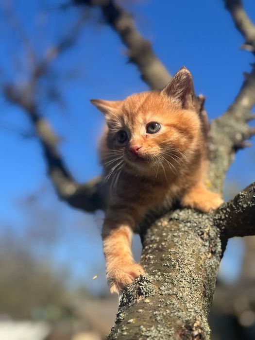 Кошеня 1,5 місяці народились 21.03