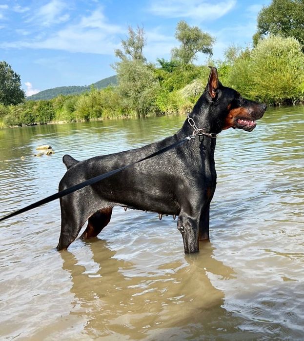 Doberman szczeniak do rezerwacji