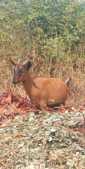 Cabras Anãs (fêmeas)