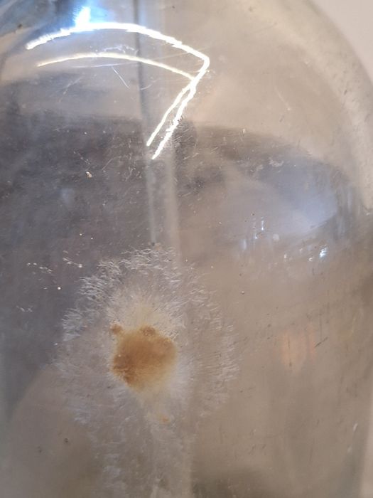 Syfon przedwojenny sygnowany.