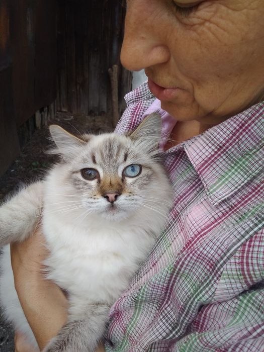 Віддам Котика у добрі руки