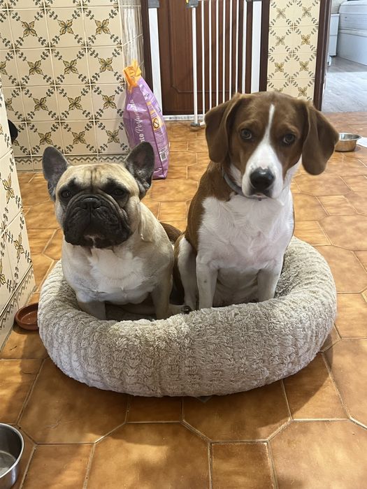 Petsitter / Hospedagem