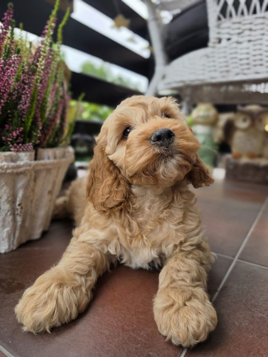 Piesek Cockapoo  f1 Biszkoptowy