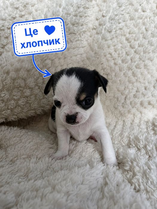 Народились чарівні цуценята чіхуа