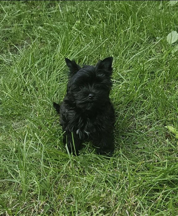Piesek Yorkshire Terrier badania DNA
