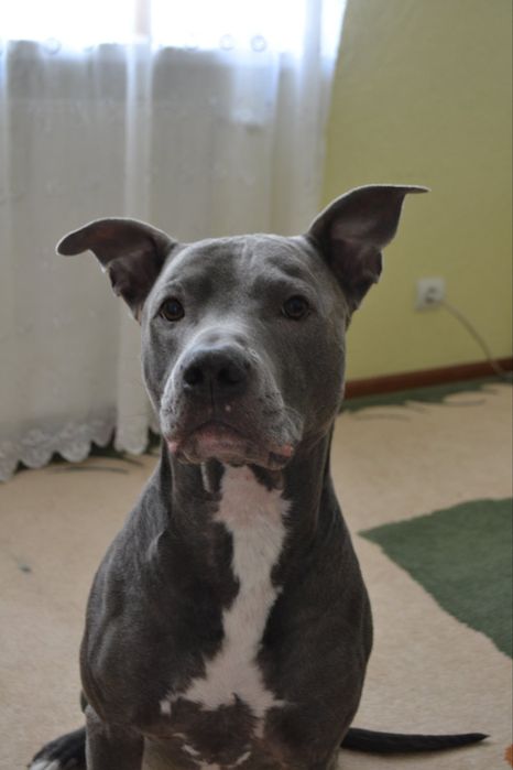 В'язка пітбуль, в'язка собак