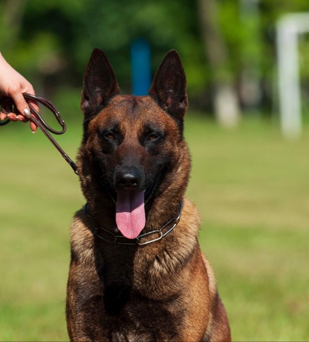 Вязка  Малинуа КСУ.