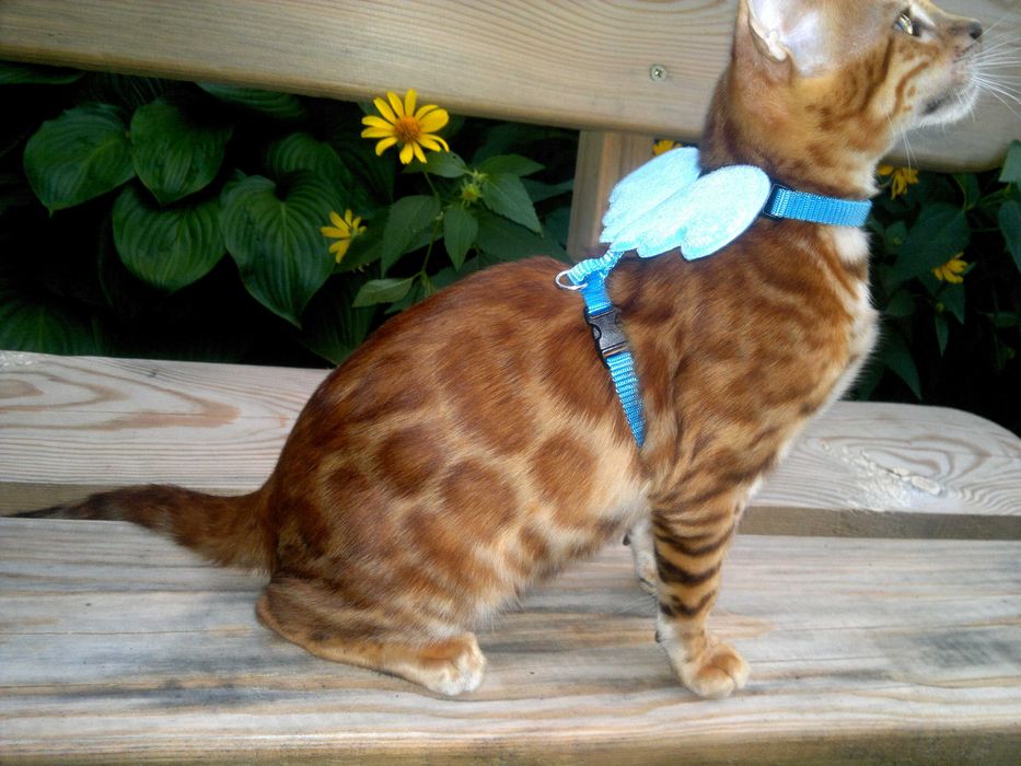 Лагідний BENn24 бенгальський хлопчик любимчик чи в розведення