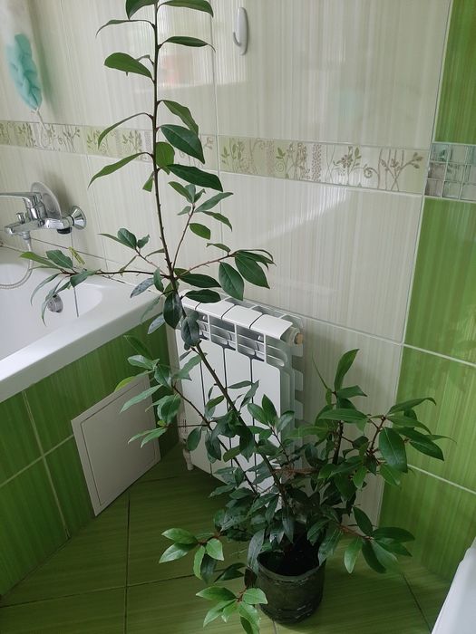 Лавр домашній вирощений із гілочки