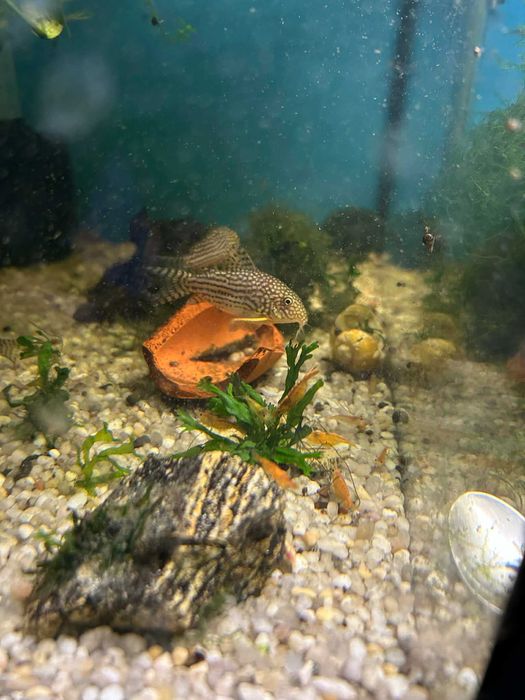 Krewetka Neocardina Orange Pomaranczowe