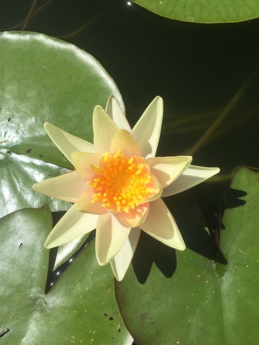 Водяные лилии, нимфы