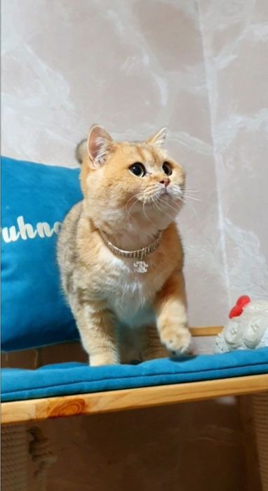 Золотой британский котенок