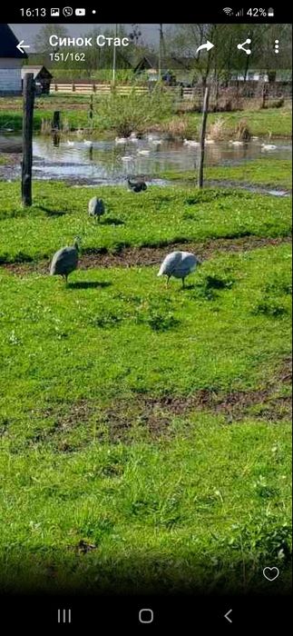 Інкубаційне яйце мускусних качок німецької лінії