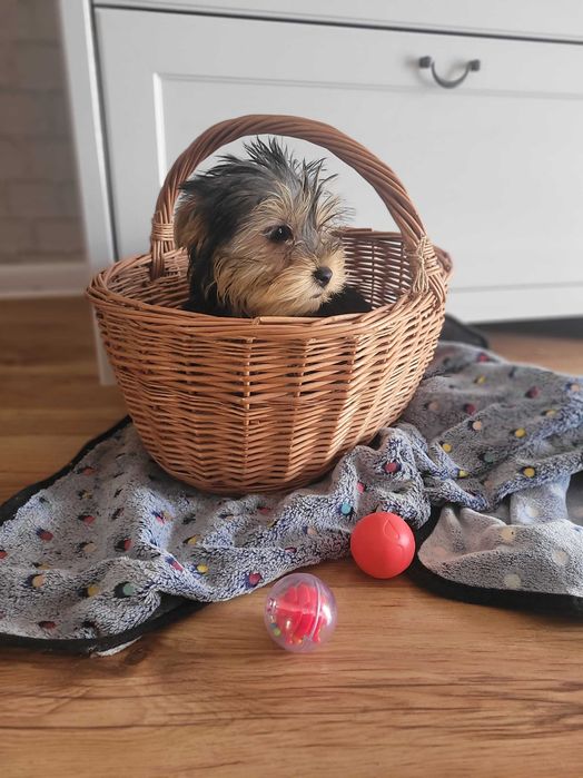 yorki chłopiec Warszawa york Yorkshire terrier