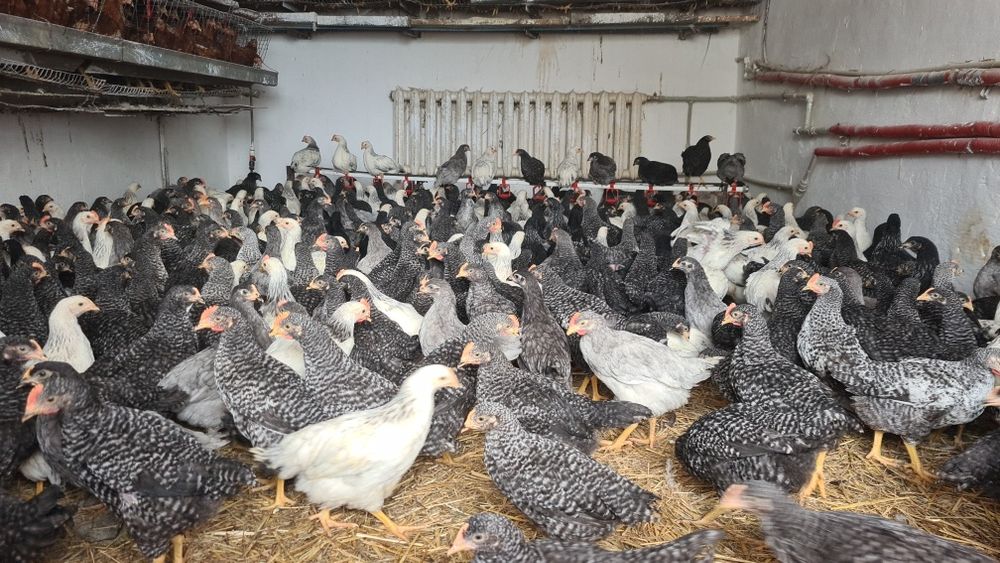 Кури Домінант на яйця