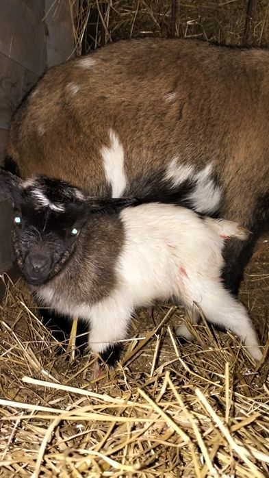 Cabritos anões bebés