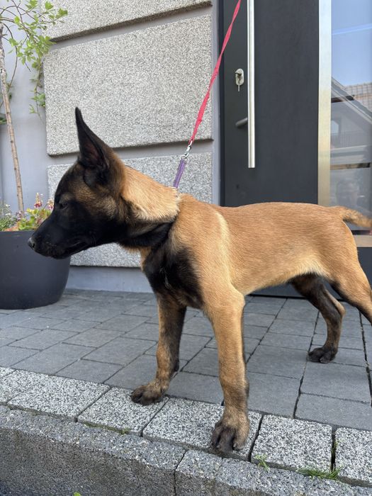 Owczarek Belgijski Malinois - piesek