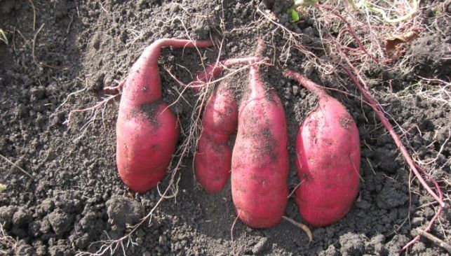 Батат (солодка картопля) - розсада, ціна/якість, доставка