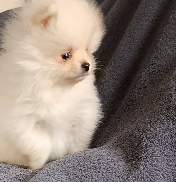 Міні красуня померанського шпіца