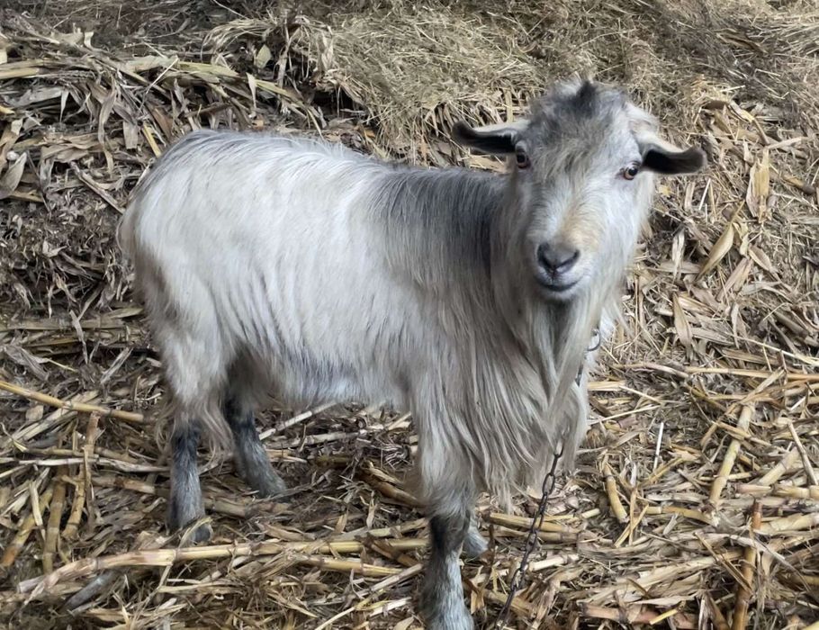 Продам цапів на плем'я