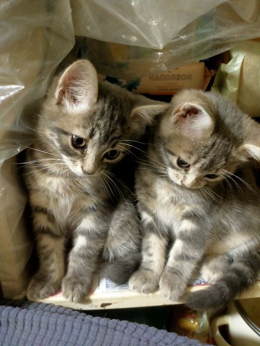 Котята шотландцы ищут любящих хозяев