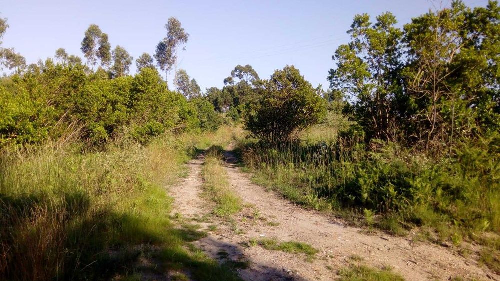 Quinta da Póvoa da Medronhosa, Repeses e São Salvador, Viseu