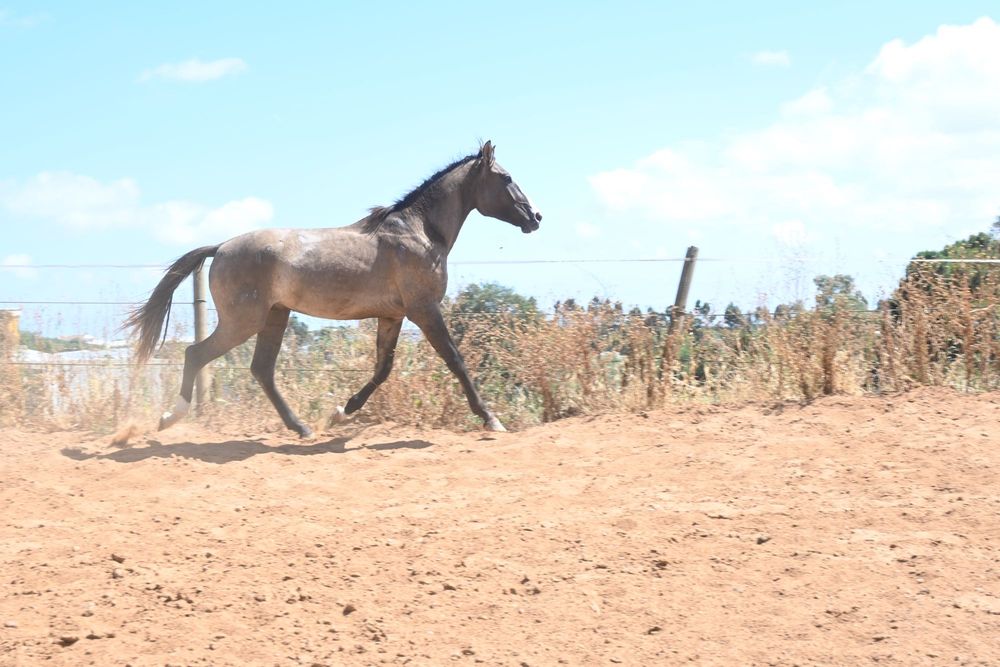 Poldro lusitano con 3 anos