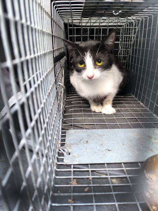 Czy wydarzy się cud i kotki ktoś pokocha?..