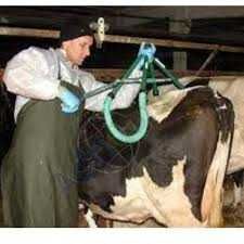 Chwytak, Podnośnik do Podnoszenia krów, bydła 800 KG