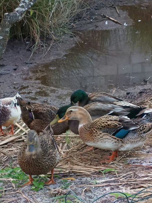Patos Rouen (casal)