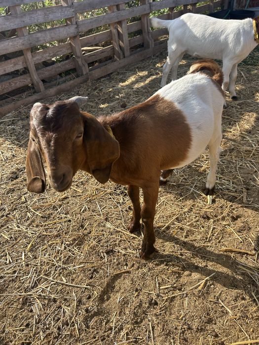 Cabrito Boer……..