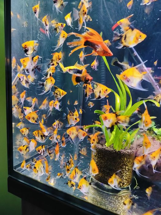 Skalary Koi/Red Devil