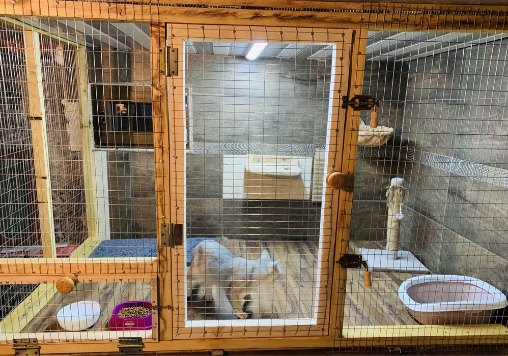 Перетримка для котів