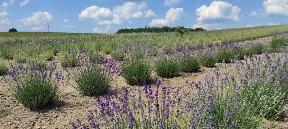 Lawenda.Sadzonki Lawendy