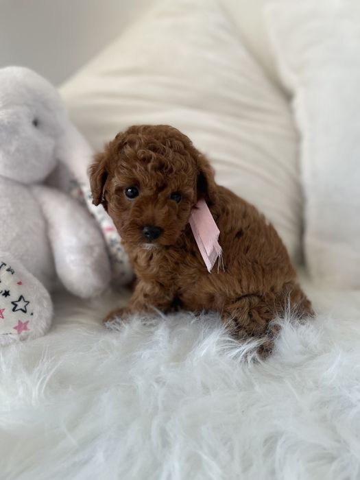 Обіймай і не відпускай  чарівні VIP Той-Пуделі тут!