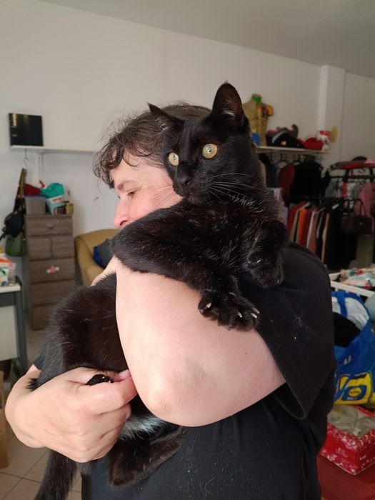 Gato preto macho para adoção